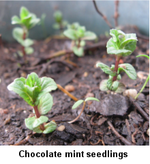 chocolate mint seedlings